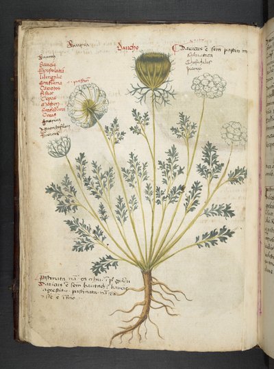 MS 41623 f.22v A ハーブ、ベルーノ (ベラムにインク & カラー) を追加 作： Italian School