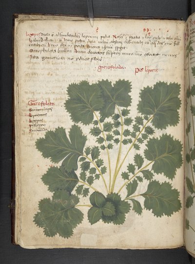 MS 41623 f.24v A ハーブ、ベルーノ (ベラムにインクとカラー) を追加 作： Italian School