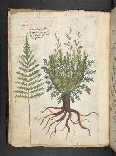 MS 41623 f.25v A ハーブ、ベルーノ (ベラムにインクとカラー) を追加 作： Italian School