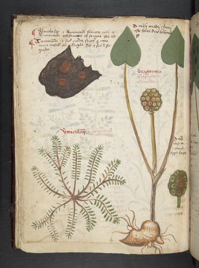 MS 41623 f.28v 