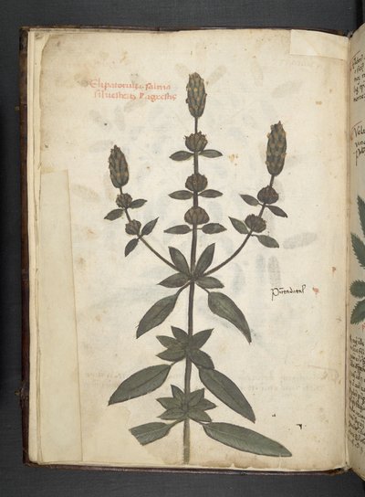 MS 41623 f.2v A ハーブ、ベルーノ (ベラムにインクとカラー) を追加 作： Italian School