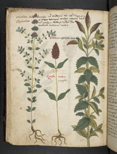 MS 41623 f.30v 