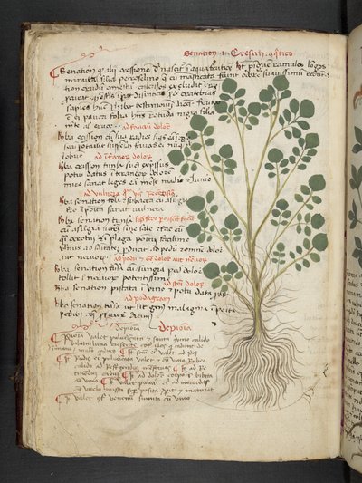 MS 41623 f.32v 
