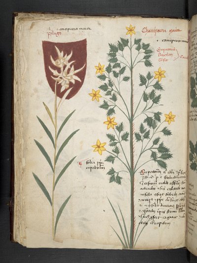 MS 41623 f.35v 