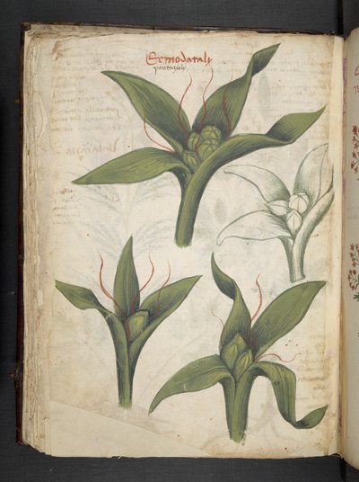 MS 41623 f.36v 
