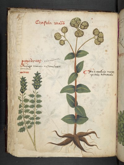 MS 41623 f.37v 