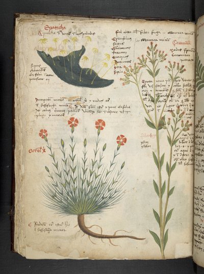 MS 41623 f.38v 