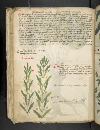 MS 41623 f.39v 