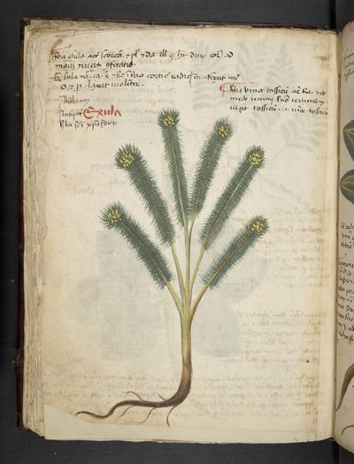 MS 41623 f.39v 