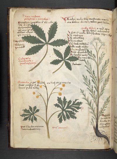 MS 41623 f.3v A ハーブ、ベルーノ (ベラムにインク & カラー) を追加 作： Italian School