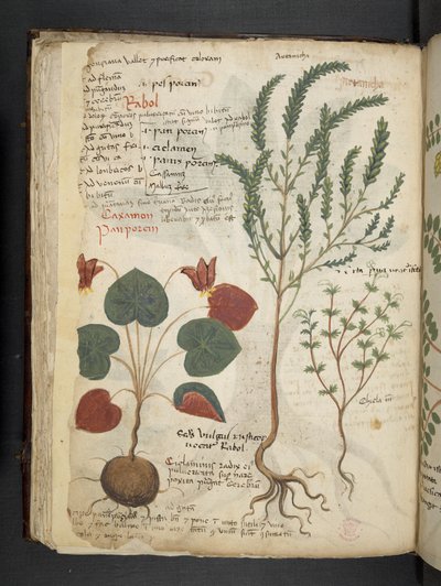 MS 41623 f.40v 