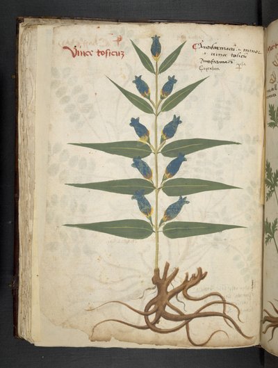 MS 41623 f.41v 