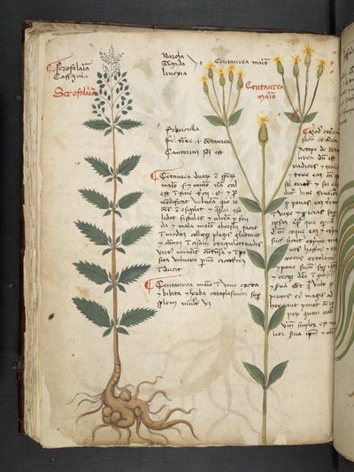 MS 41623 f.48v 
