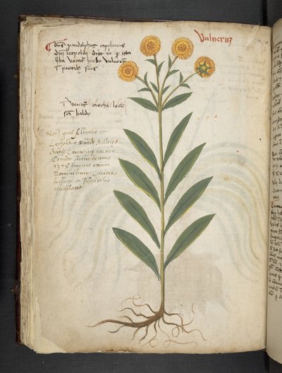 MS 41623 f.49v 