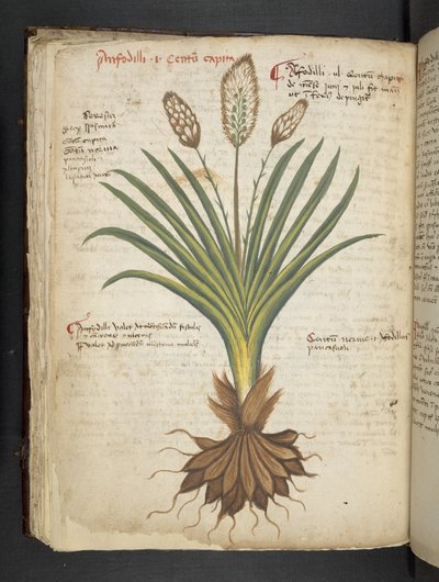 MS 41623 f.50v 