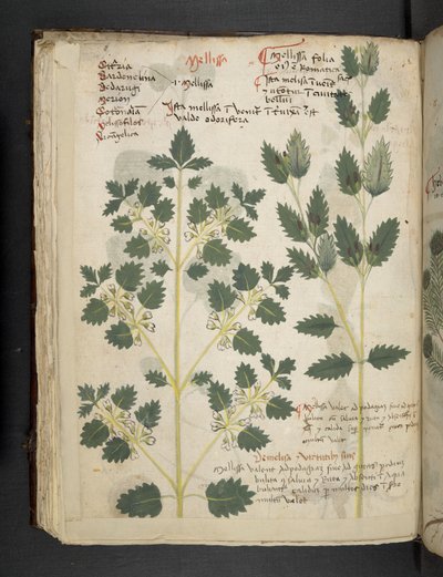 MS 41623 f.52v 