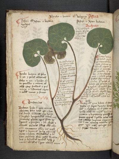 MS 41623 f.60v 