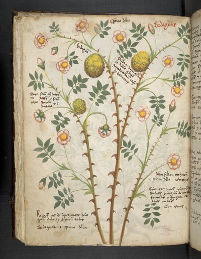 MS 41623 f.61v 