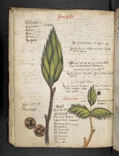 MS 41623 f.62v 