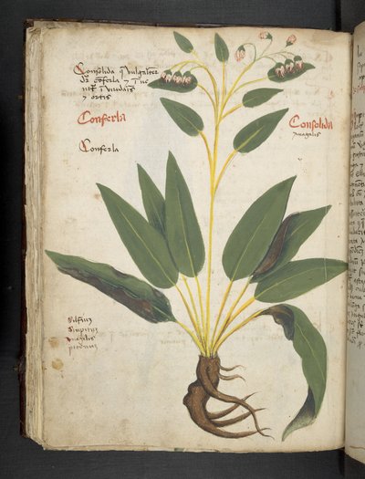 MS 41623 f.63v 