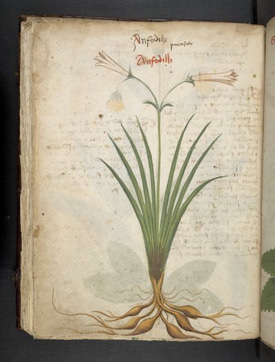 MS 41623 f.64v 