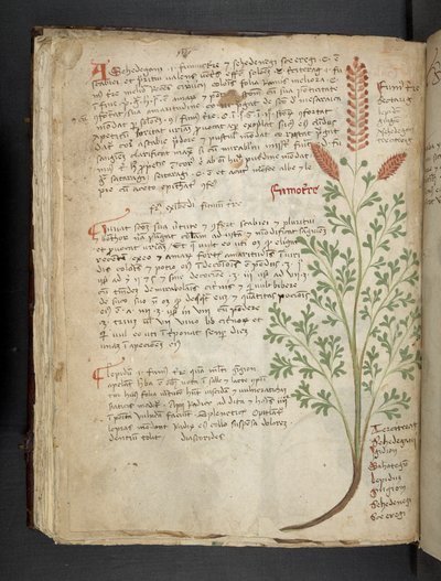 MS 41623 f.65v 