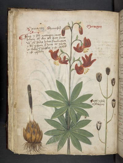 MS 41623 f.66v 