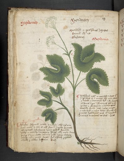 MS 41623 f.67v 