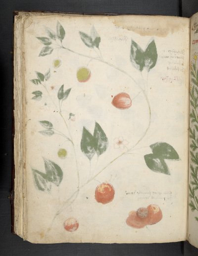 MS 41623 f.70v 