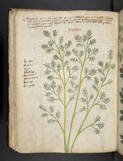 MS 41623 f.74v 