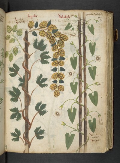 MS 41623 f.75r 