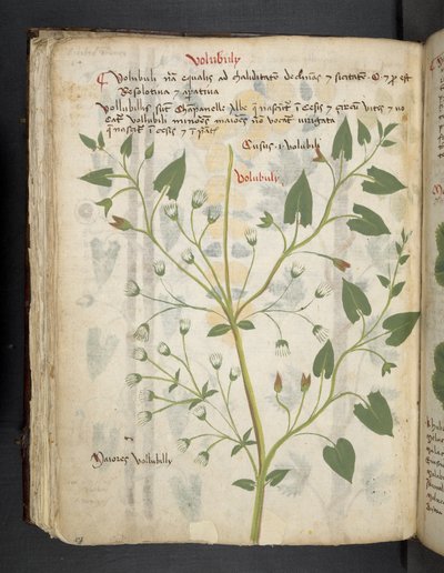 MS 41623 f.75v 