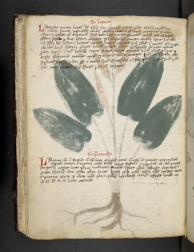 MS 41623 f.80v 