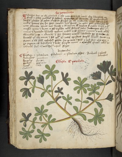 MS 41623 f.81v De Portulaca、「A herbal」、Belluno から追加 (ベラムにインクとカラー) 作： Italian School