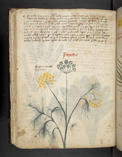 MS 41623 f.84v フィノッキオ、「ハーブ」から追加、ベルーノ (ベラム紙にインクとカラー) 作： Italian School