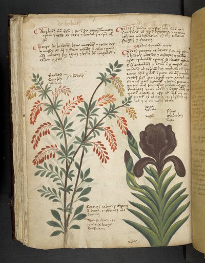 MS 41623 f.89v 