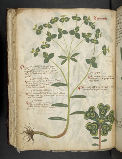 MS 41623 f.94v 