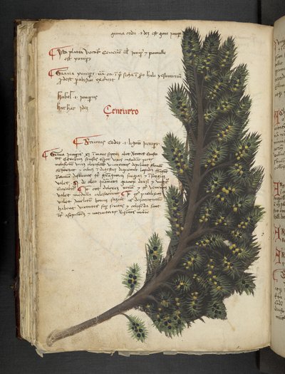 MS 41623 f.96v 