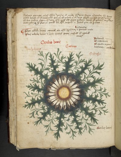 MS 41623 f.97v Carlina, from 