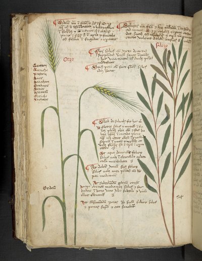 MS 41623 f.98v Orzo、「A herbal」から追加、Belluno (ベラムにインクとカラー) 作： Italian School