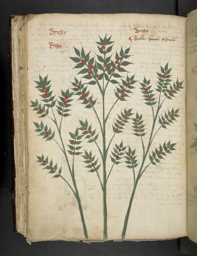 MS 41623 f.99v 