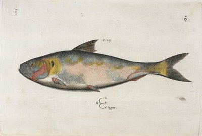 Agone、「Aquatilium Animalium Historiæ liber primus」のイラスト、Ippolito Salviani 作 作： Italian School