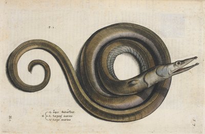 ウナギ、イッポリト・サルヴィアーニ作「Aquatilium Animalium Historiæ liber primus」のイラスト 作： Italian School