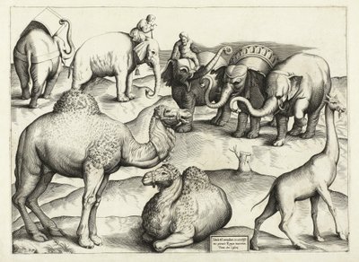 古代ローマの動物の絵、表、3。、パブ。アントニオ・ラフレレ1528 作： Italian School