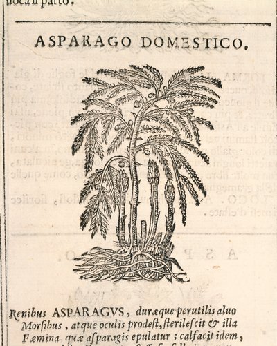 アスパラガス（Asparagus officinalis）、カストーレ・デュランテの版画 作： Italian School