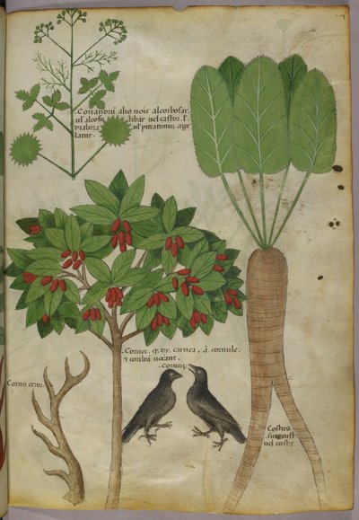 植物と鳥の植物図、1440年頃（紙にインクと色 作： Italian School
