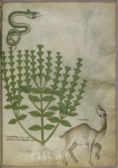 植物、ヘビ、ラクダの植物図、1440年頃 作： Italian School