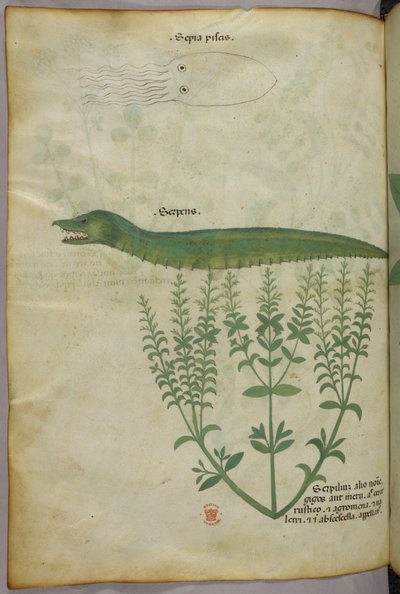 植物、イカ、蛇の植物・動物図版 1440年頃（ベラムにインクと彩色） 作： Italian School