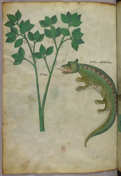 植物とワニの図（1440年頃、ヴェラムにインクと彩色） 作： Italian School