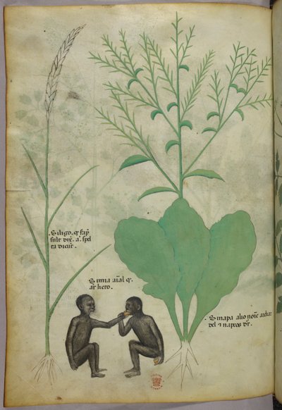 植物と2匹の猿の植物・動物図版 1440年頃（ヴェラム、インク・彩色） 作： Italian School